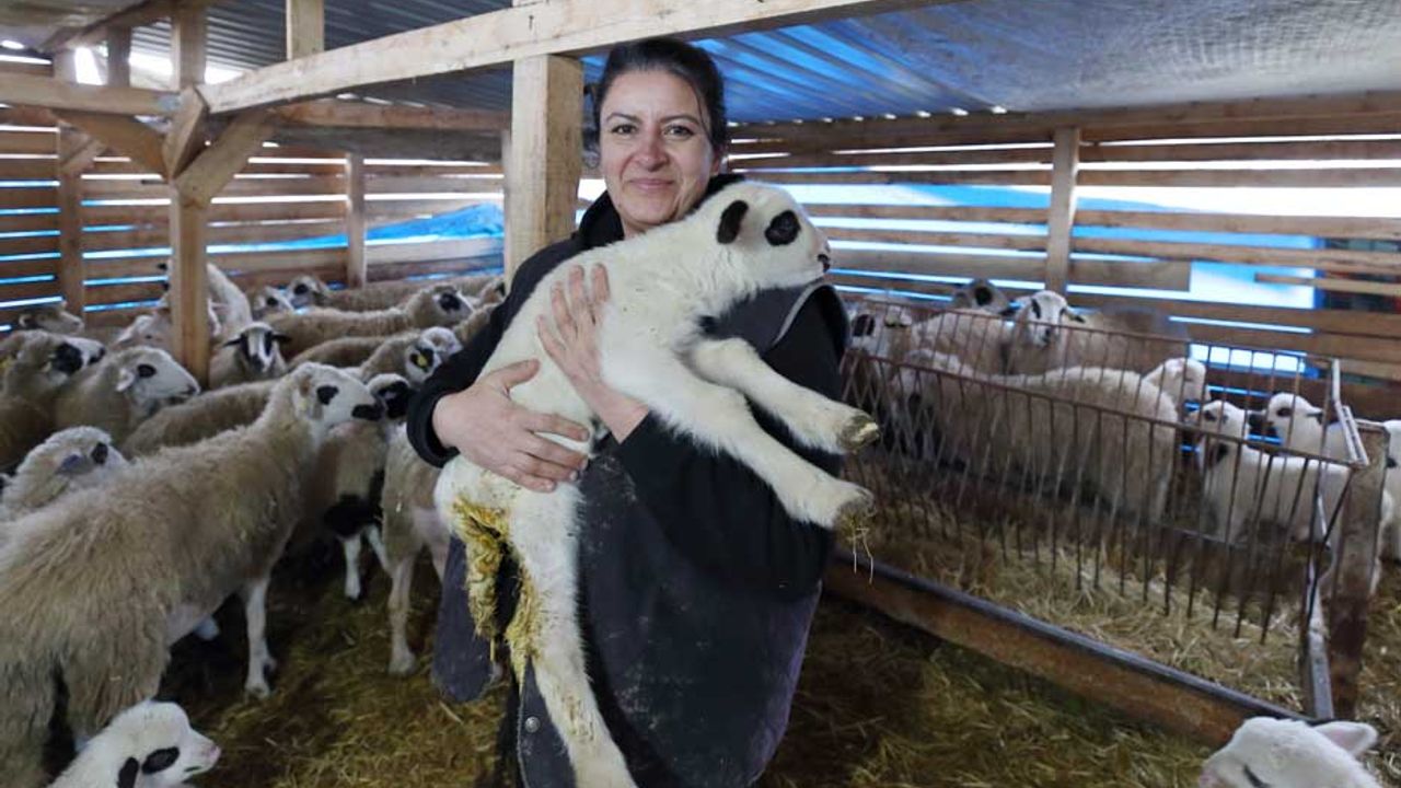 Şehir hayatından sıkılıp köyüne döndü