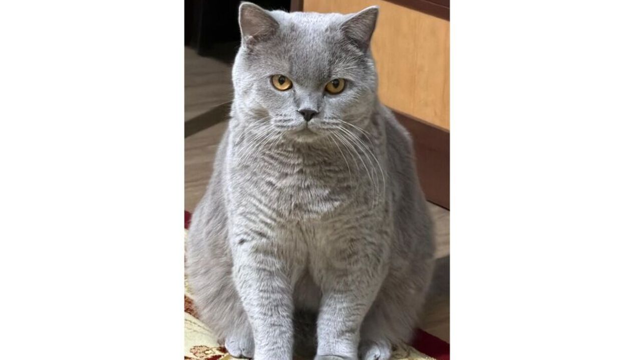 Kayıp kedi Bulut her yerde aranıyor