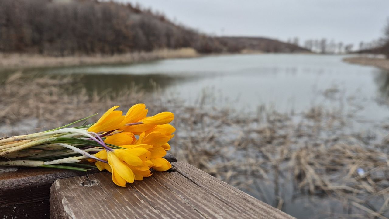 Boğazkale'de baharın habercisi çiğdemler açtı