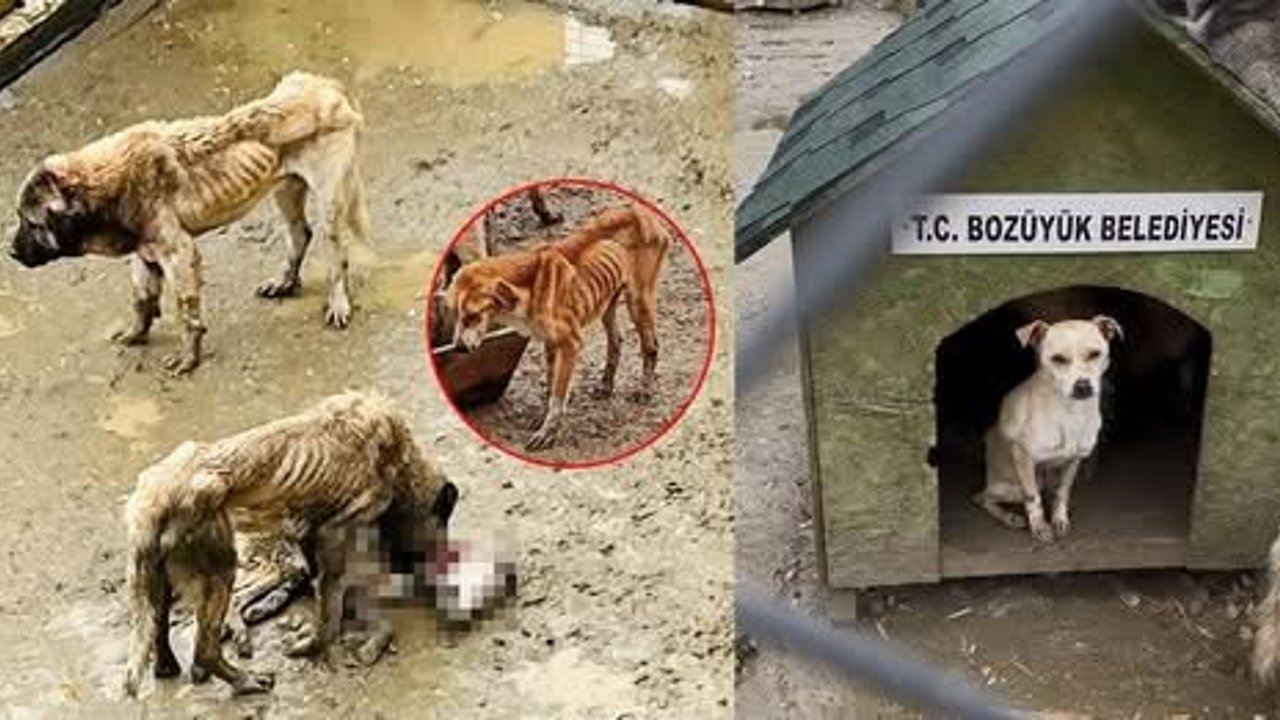 Barınakta köpekler birbirini yedi!