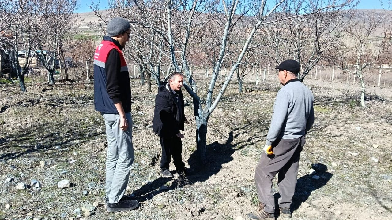 Badem bahçelerinde mumya  monilya hastalığı tespit edildi