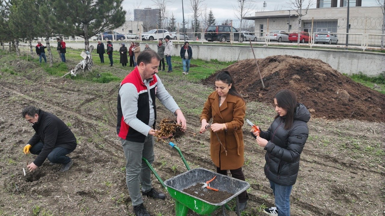 Uygulama bahçesine  asma dikimi yapıldı