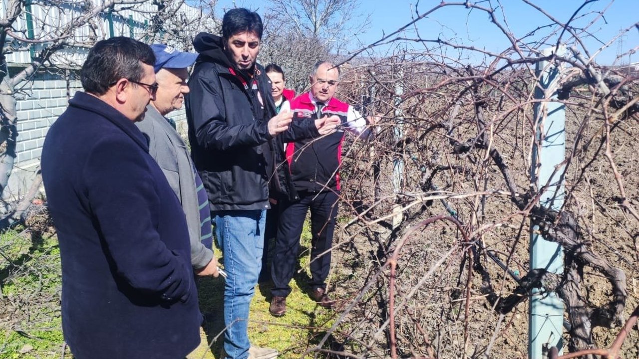 Kiraz bahçesinde inceleme