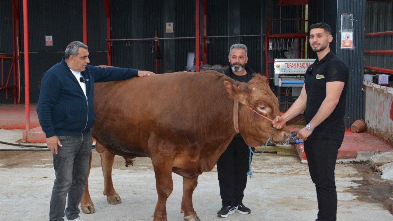 Bir ton 140 kilogramlık kurbanlık dana satıldı! İşte fiyatı