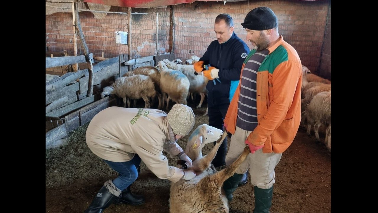 Hayvan sağlığı  için sıkı çalışma