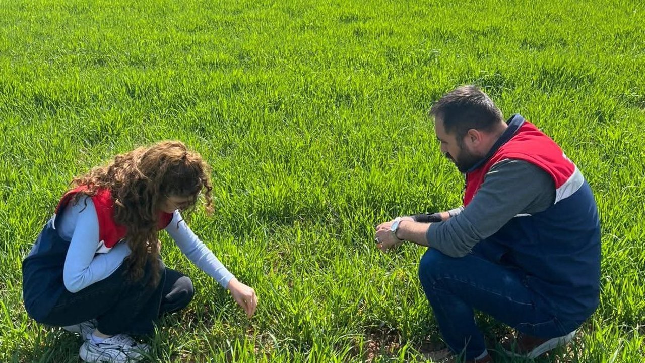 Bayat'ta hububat ekili  alanlarda fenolojik gözlem