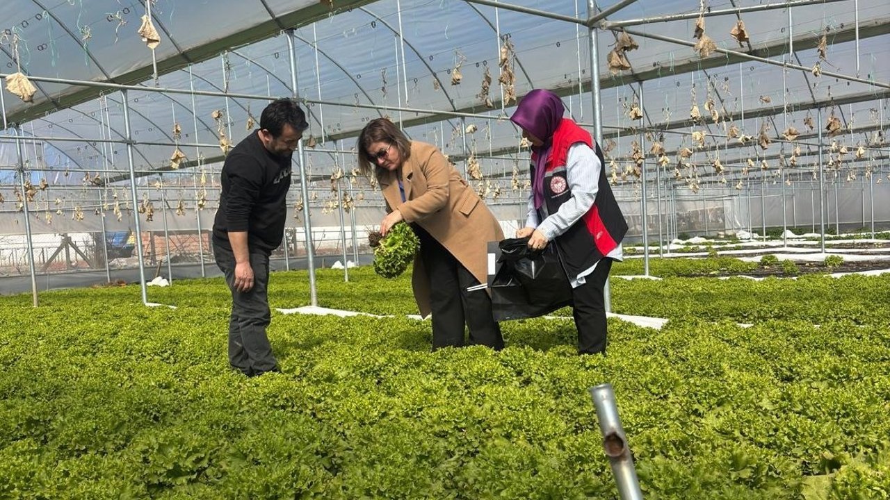 Hasat öncesi pestisit denetimi