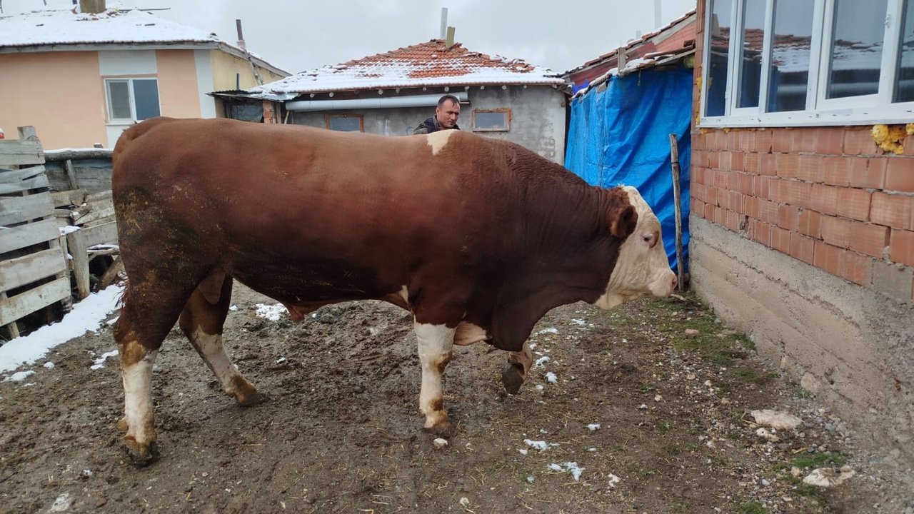 Değeri şaşırttı! 1 tonluk boğa 'Polat' satıldı!