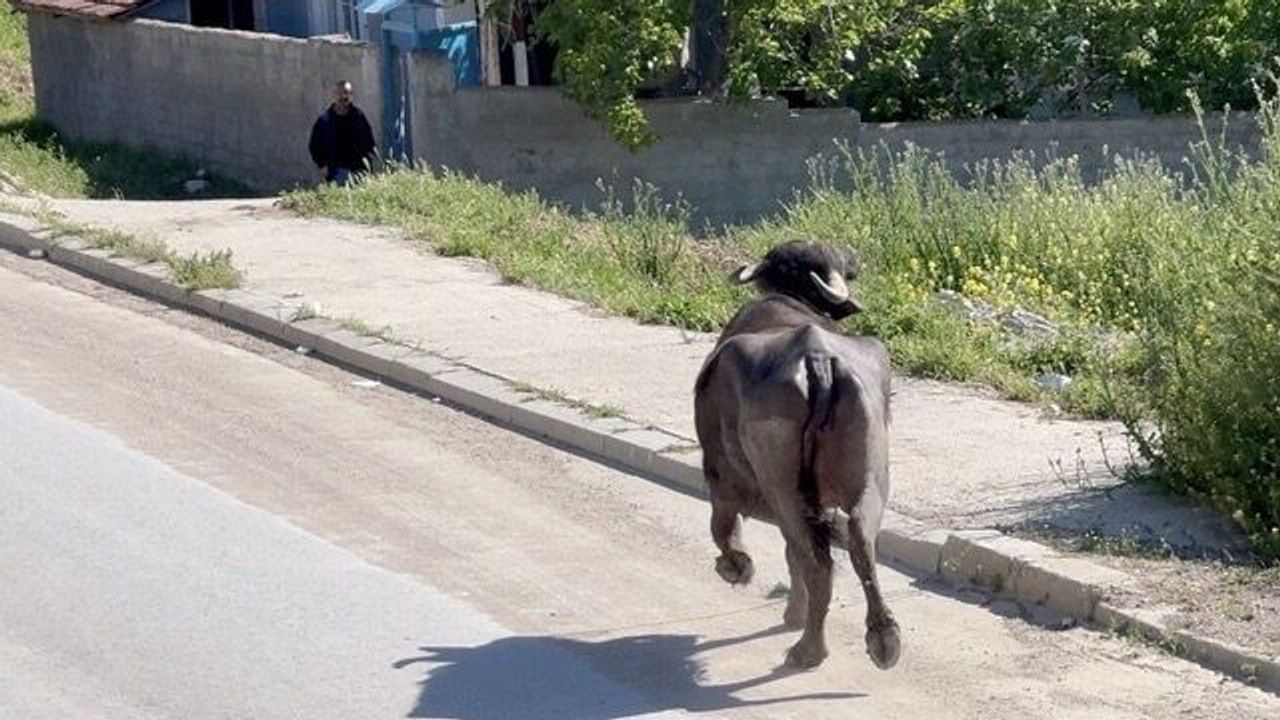 Kaçan kurbanlığın saldırısından bakın nasıl kurtuldu