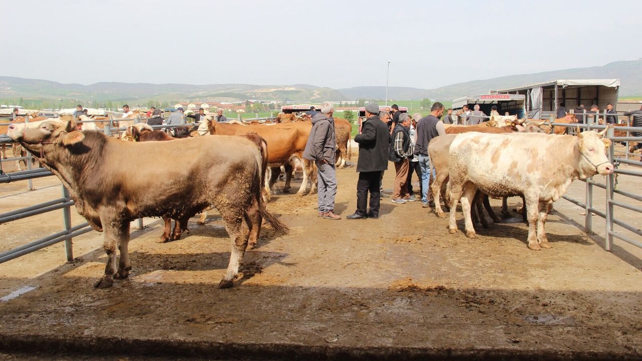 Hayvan pazarında Kurban  Bayramı haraketliliği başladı
