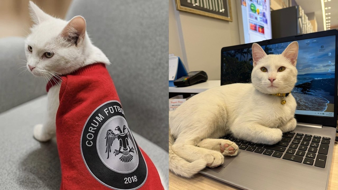 Üzerinde Çorum FK forması vardı: Kayıp kedi Pamuk aranıyor!