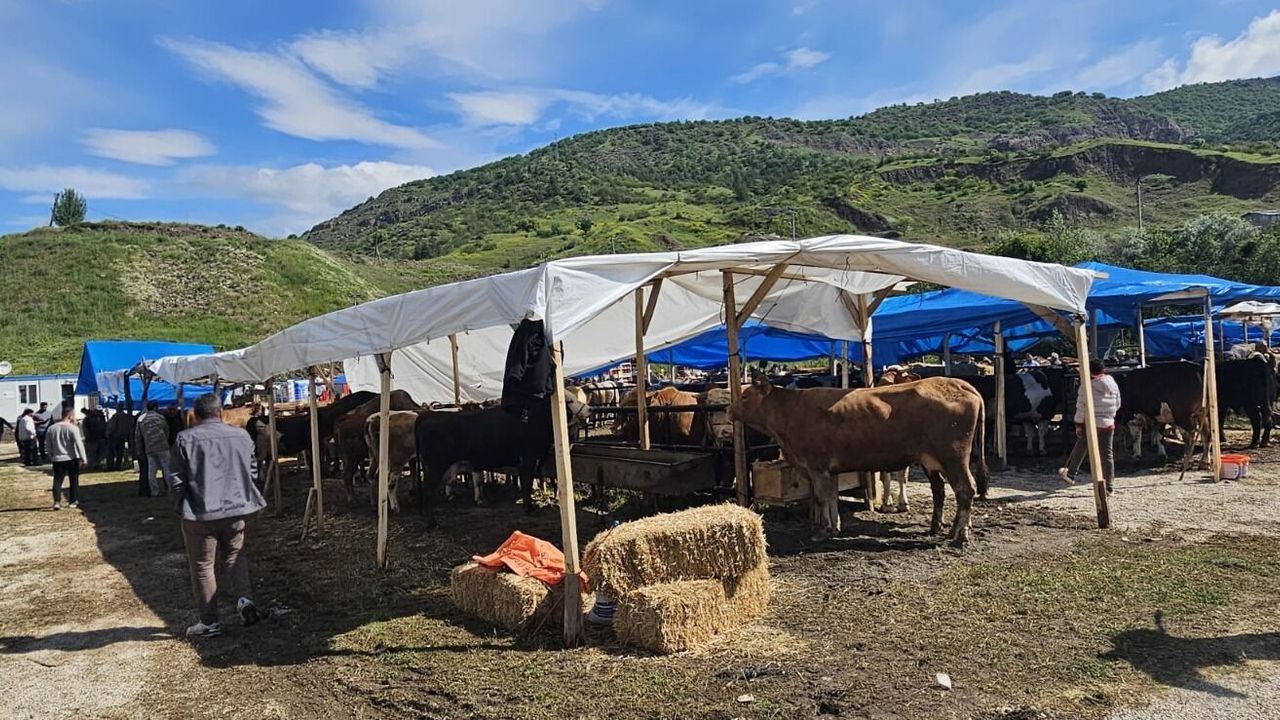 Bayat'ta hayvan pazarı açıldı