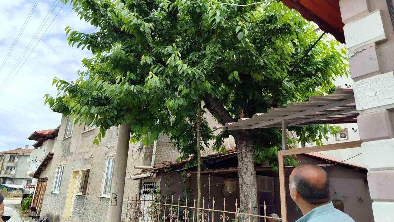 Kiraz ağacına çıktı, demir korkuluklara düşerek öldü