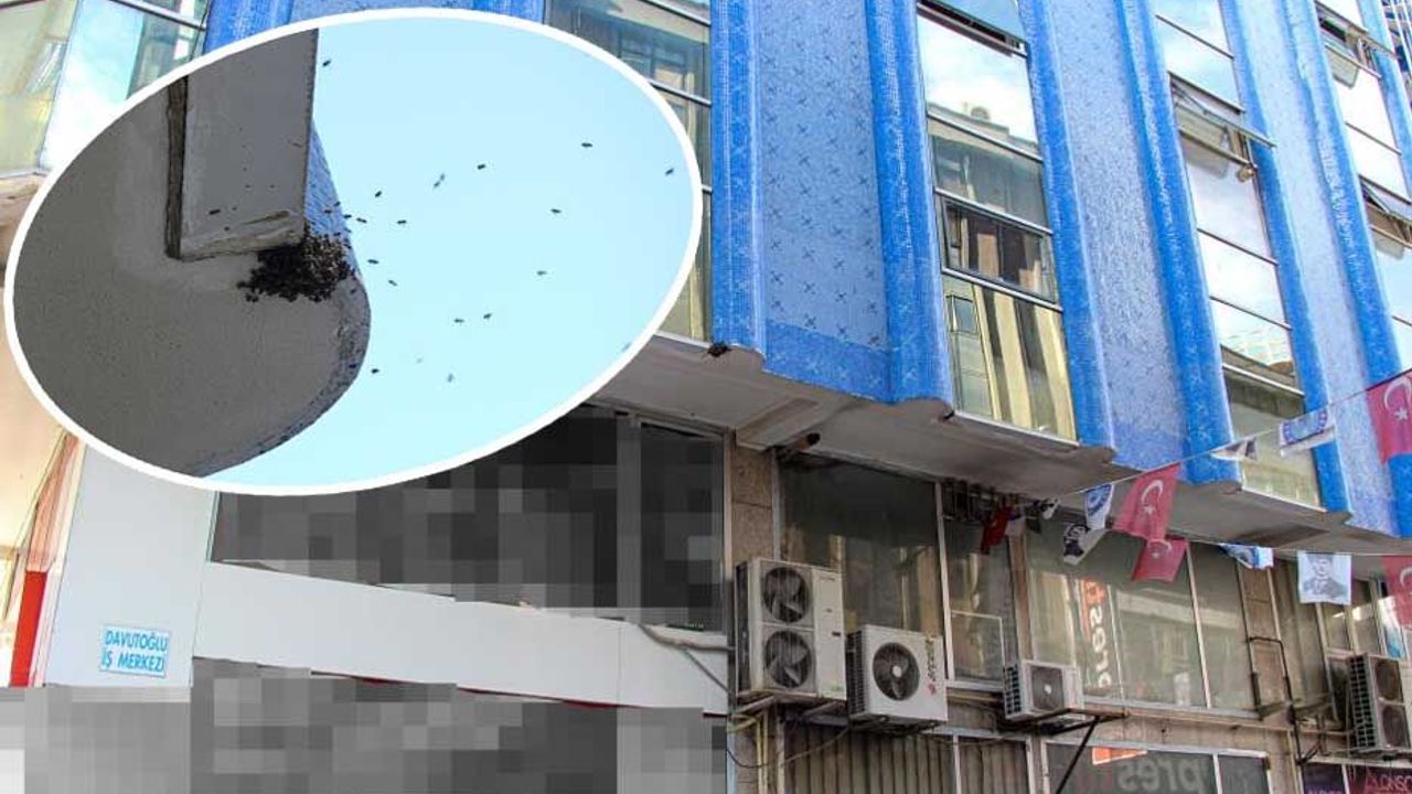 Çorum’da sokakta arı paniği: Esnaf uzaklaştırdı