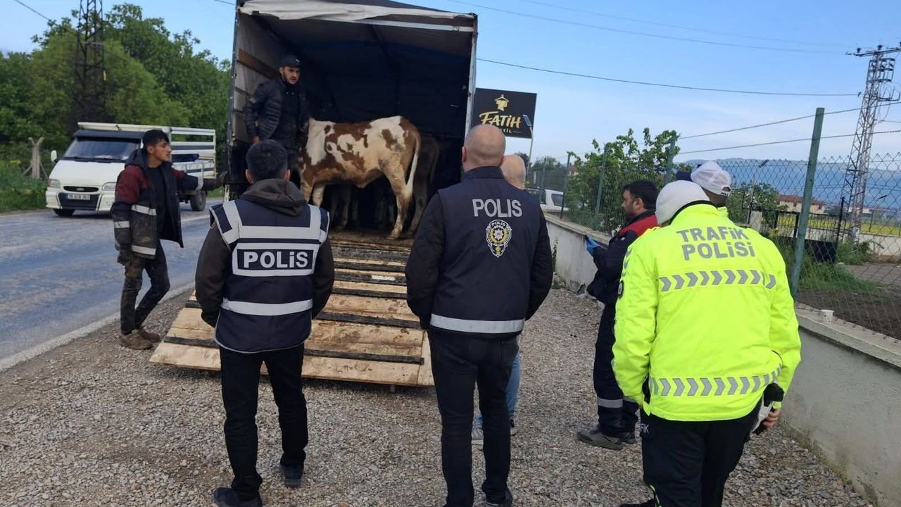 Kurban Bayramı öncesi hayvan sevkiyatı denetimi