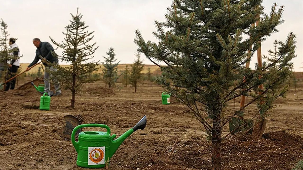 Ağaç alımı yapılacaktır