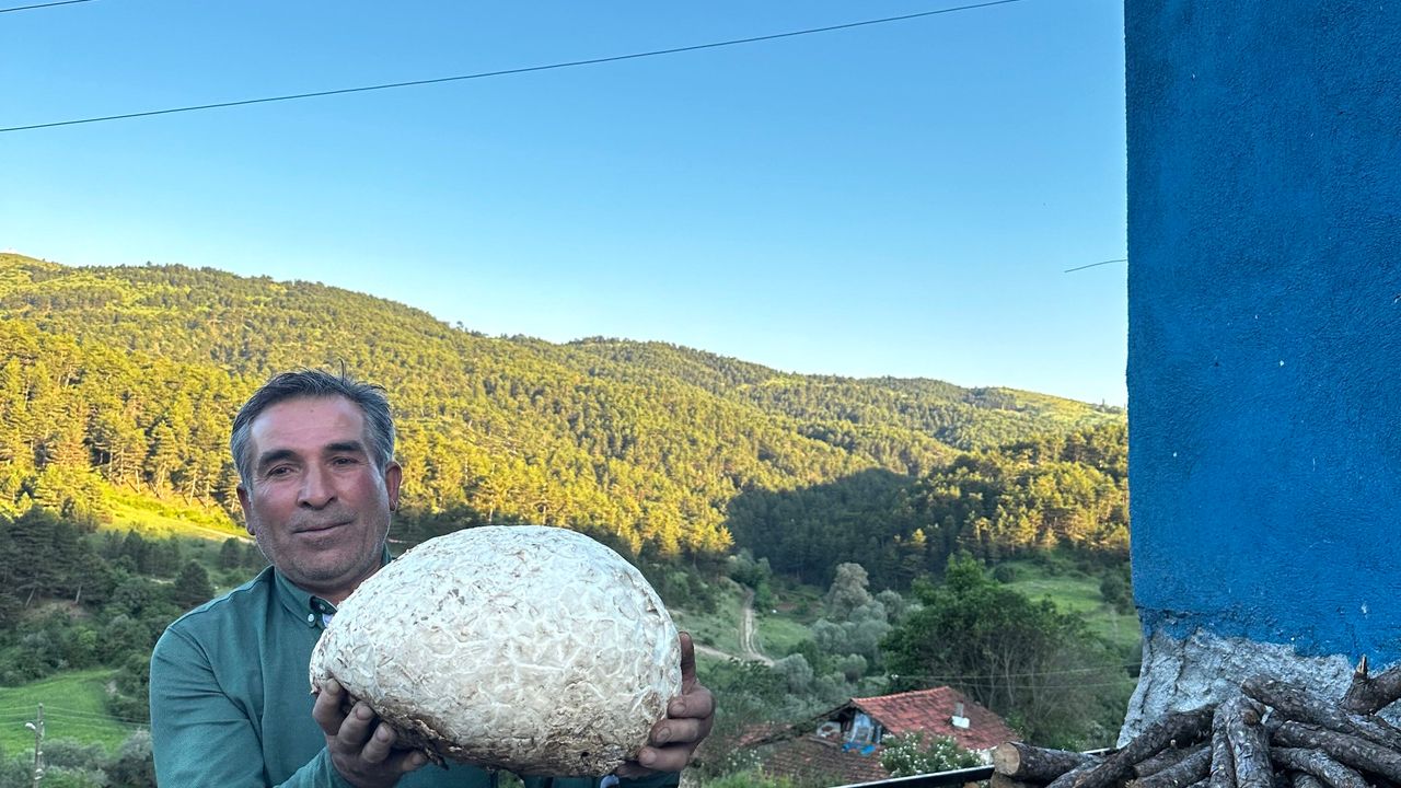 Çorum'da vatandaşın bulduğu 5 kiloluk mantar şaşırttı