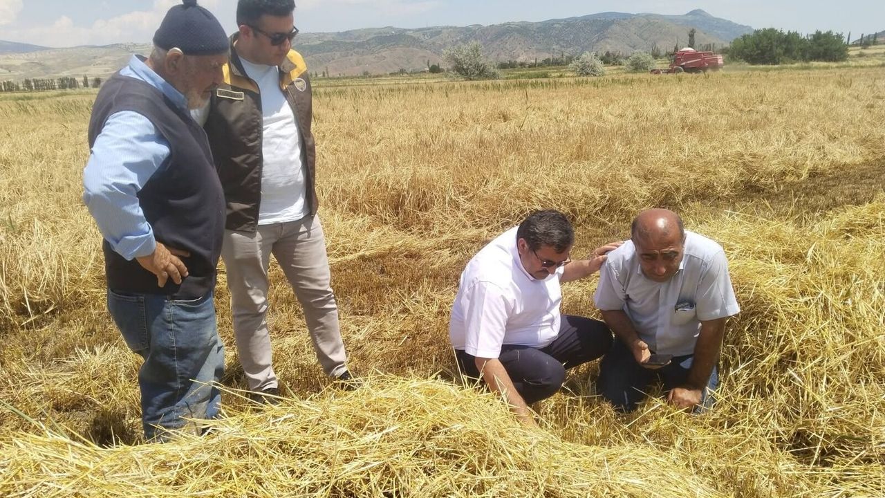 Arpa hasadı başladı