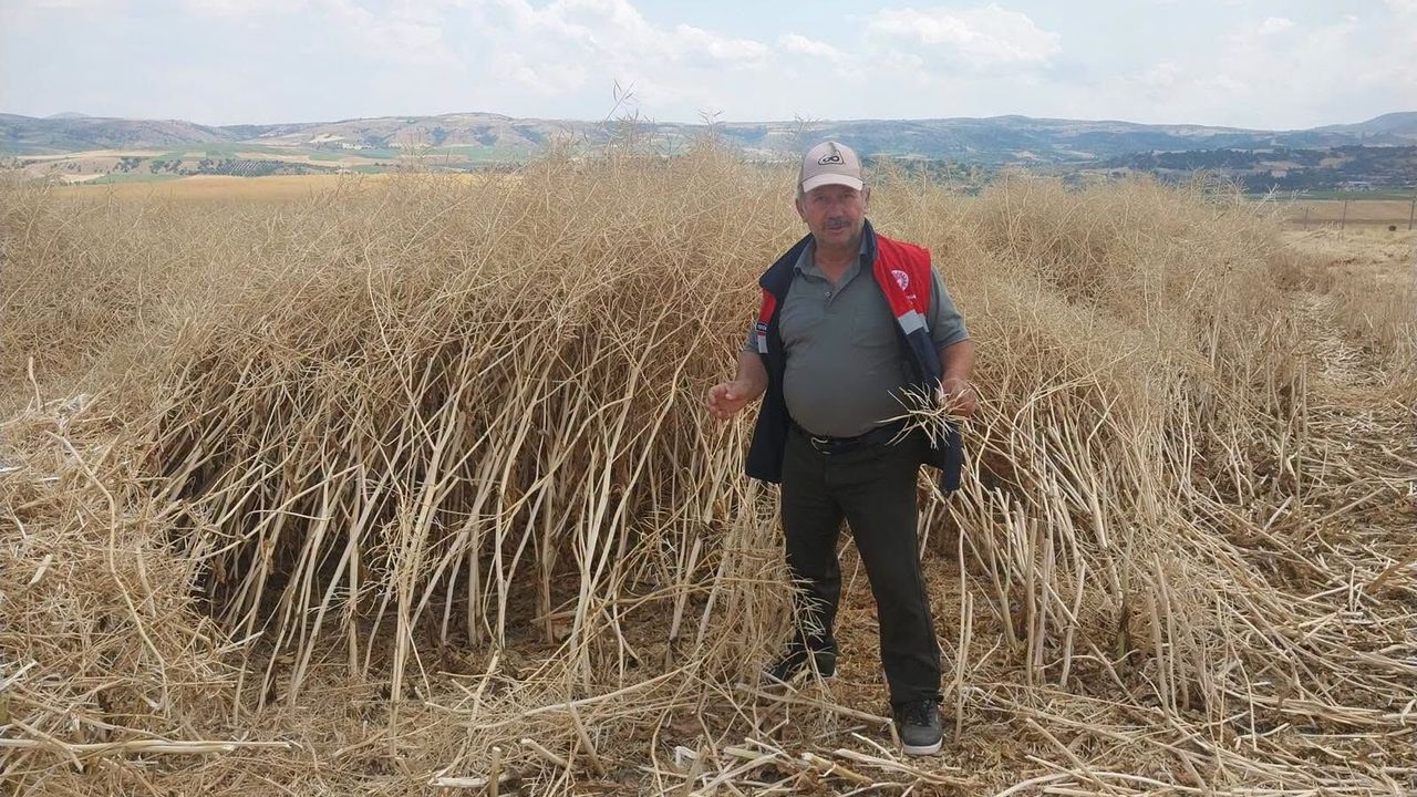 Kimse bu verimi beklemiyordu! Dekardan 382 kilo çıktı