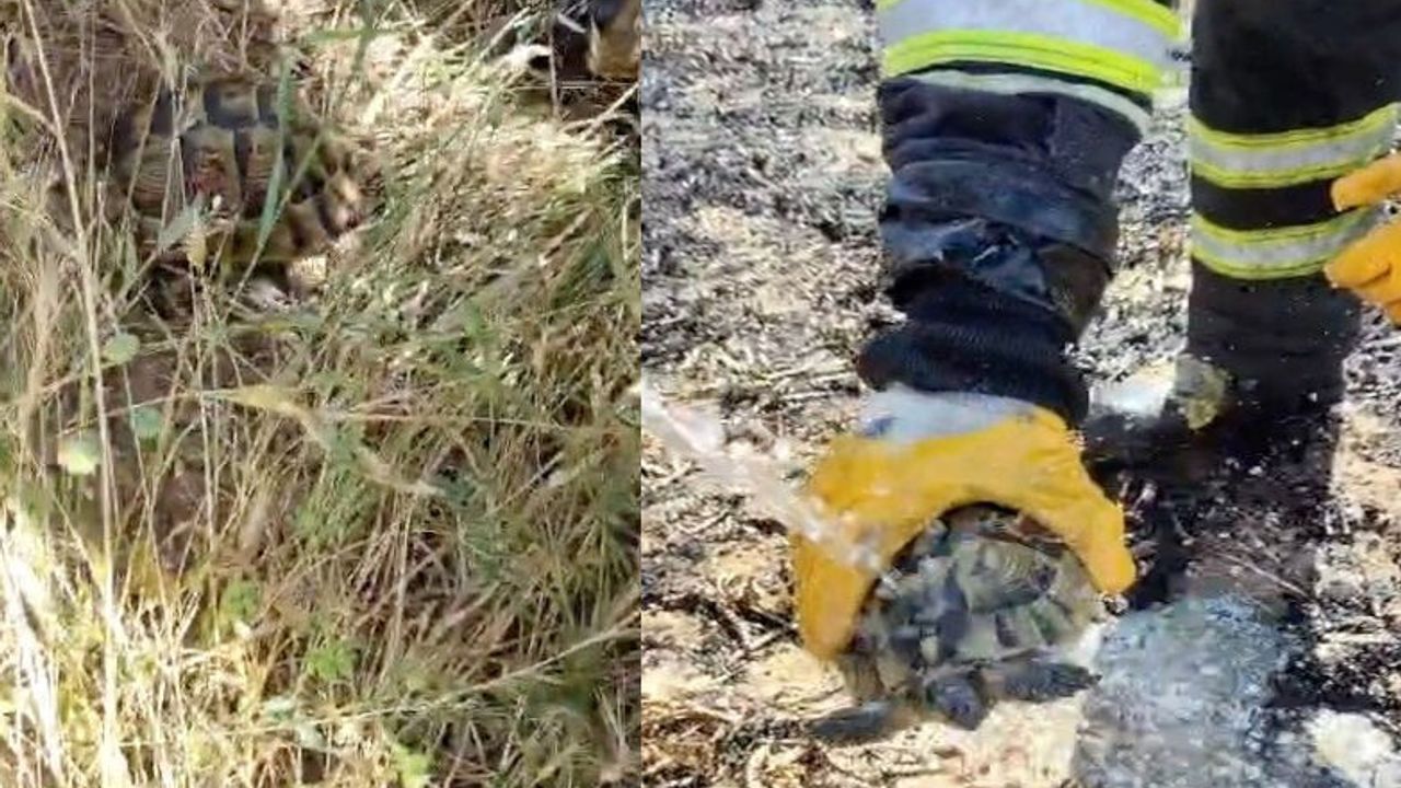 Alevler arasında kalan  kaplumbağayı itfaiye  ekipleri suyla serinletti