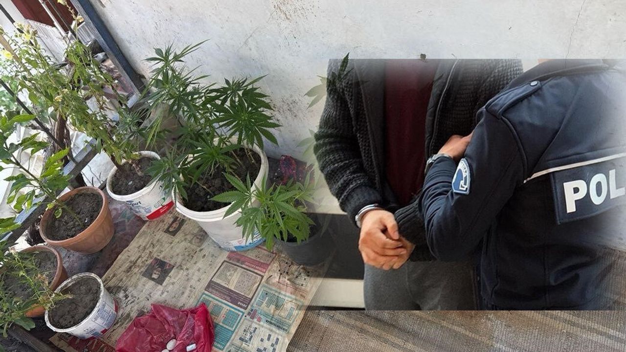 Evinde Hint keneviri yetiştiren  şüpheli gözaltına alındı