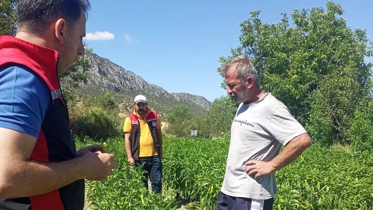 Kargı'da sebze üretim  alanlarında kontroller yapıldı