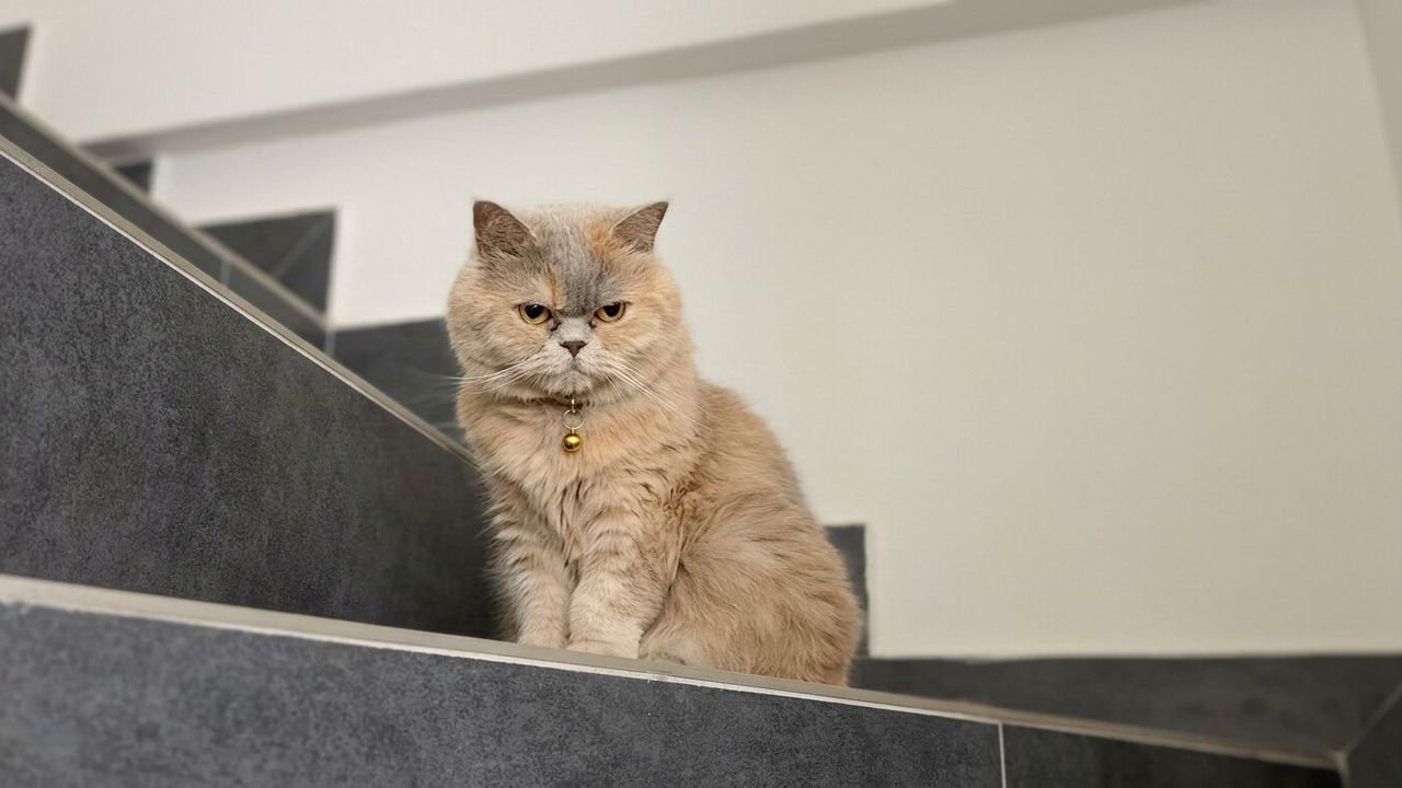 Kayıp kedi Çakıl aranıyor