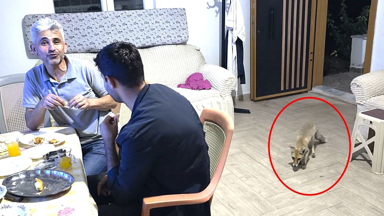 Çorum'da gece yarısı sürprizi: Tilki eve misafir oldu