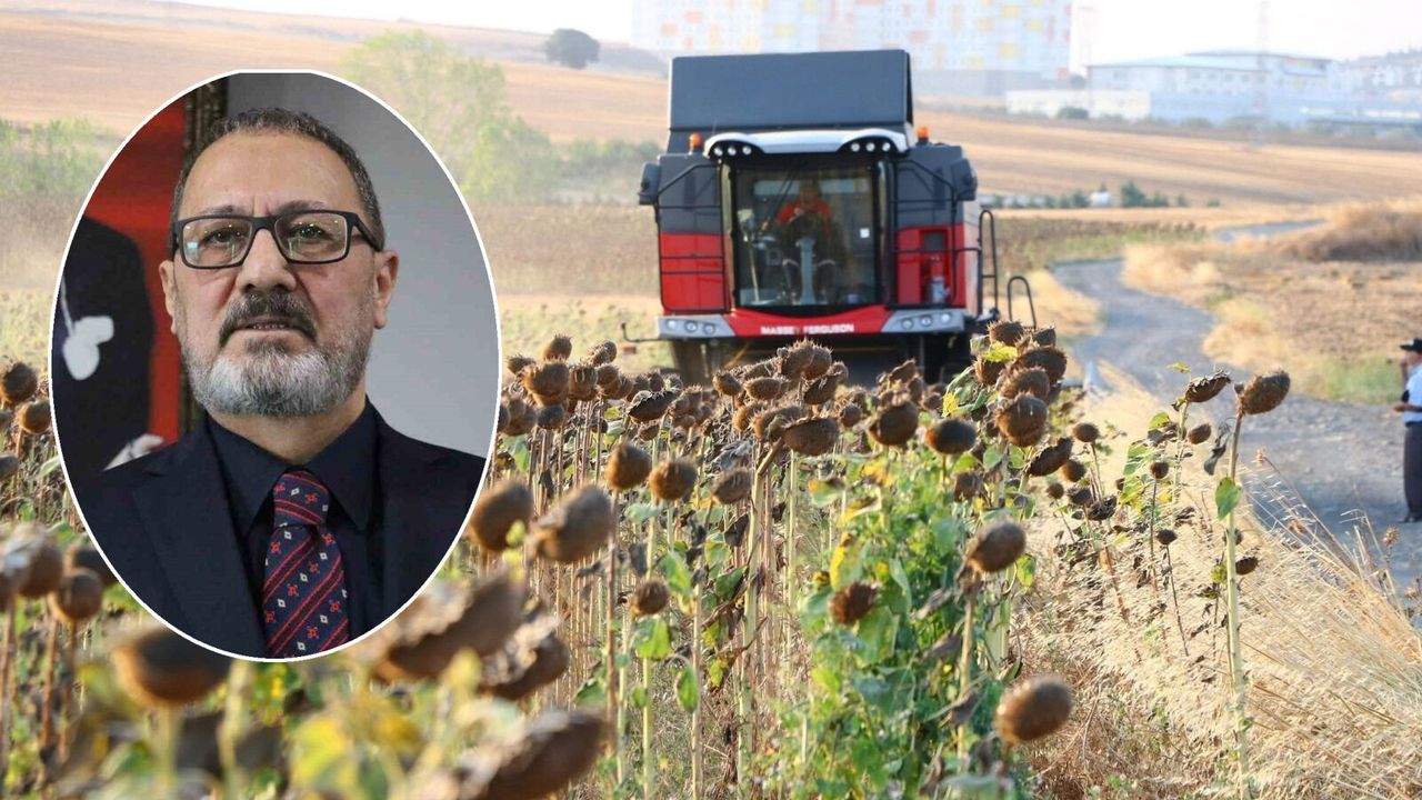 Yağlık ayçiçeği alım fiyatı açıklandı: İşte ton başına fiyatı