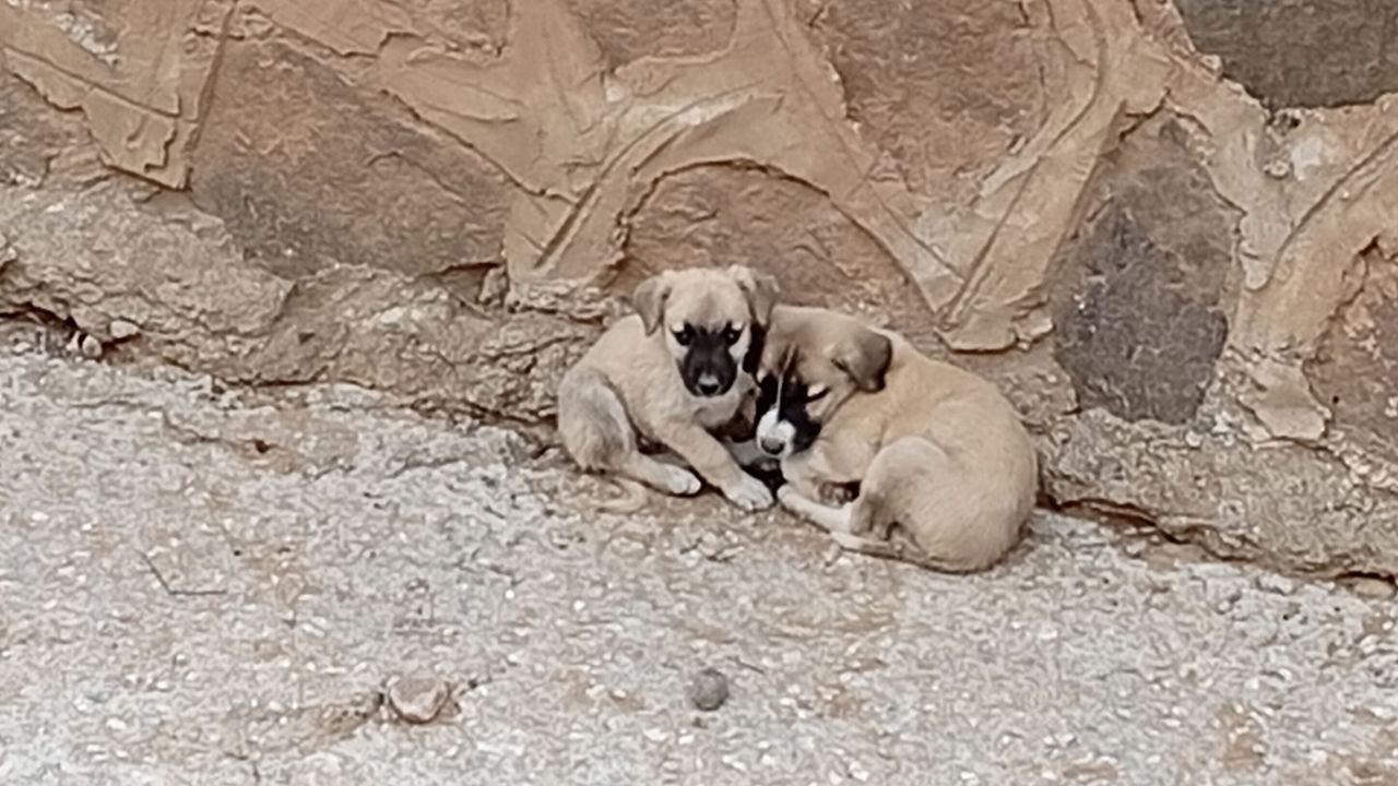 Dere yatağında 2 köpek mahsur kaldı!