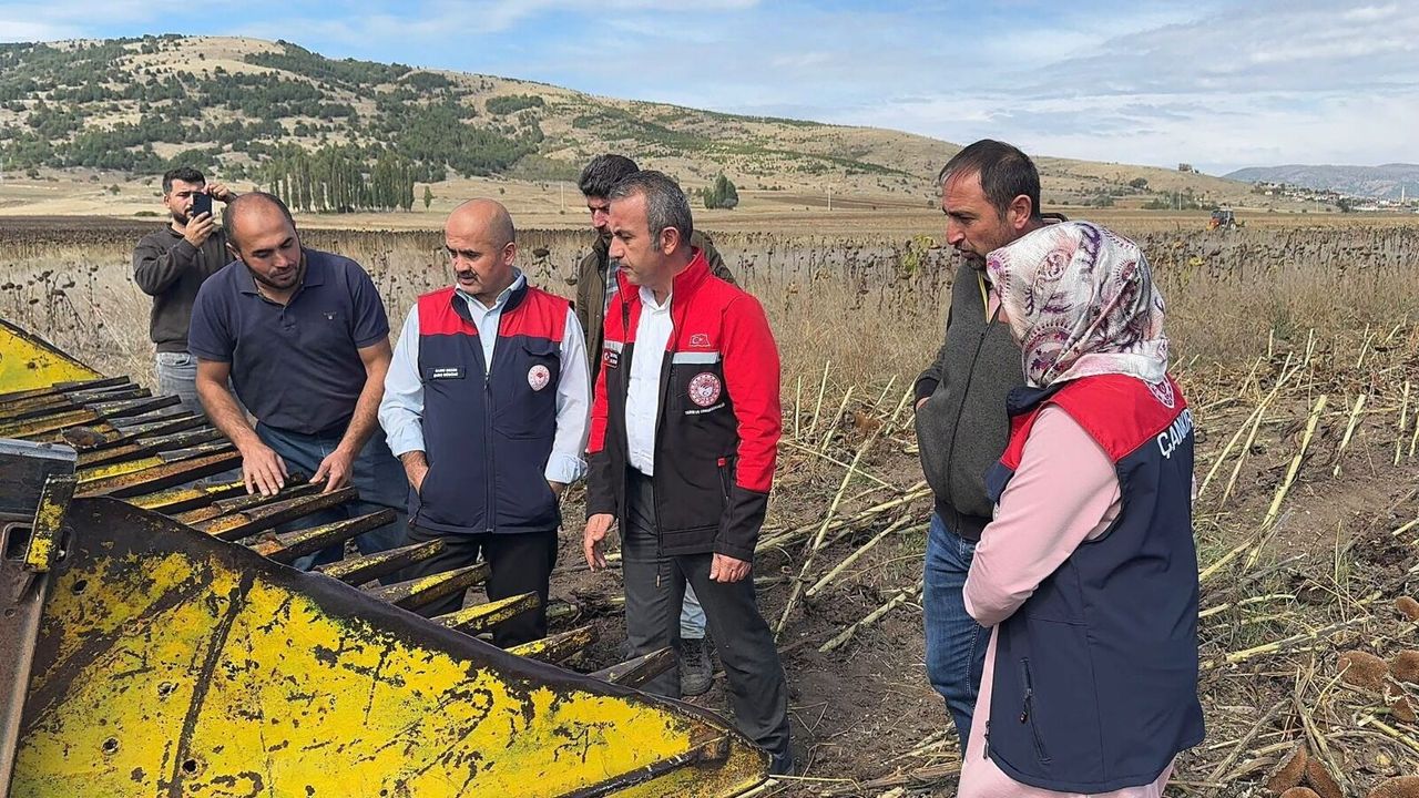 Çorum yağlık ayçiçeği  üretimiyle örnek oldu