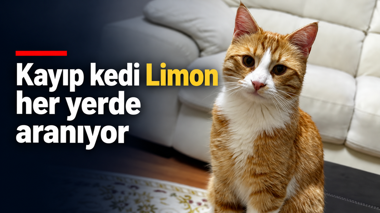 Kayıp kedi Limon her yerde aranıyor