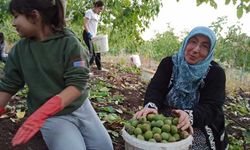 Oğuzlar cevizinin rekoltesi düşük, ama kalitesi yüksek
