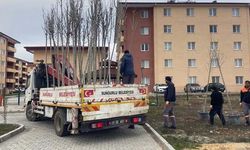 Sungurlu'da 500 ağaç toprakla buluştu