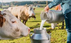 İnek sütü miktarı yıllık % 0.5 arttı