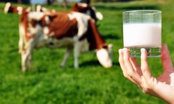 Toplanan inek sütü miktarı % 6.2 arttı