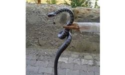 İskilip'te TMO bahçesinde yakalanan yılan doğal yaşam alanına bırakıldı