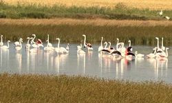 Çorum’da ilk kez flamingo görüldü