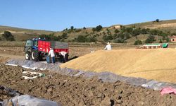 TMO Bayat'ta günlük 600 ton hububat alımı yapıyor
