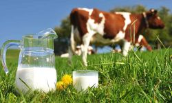 Mayıs’ta 944.349 ton inek sütü toplandı