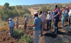 60 dönümlük buğday tarlası kül oldu