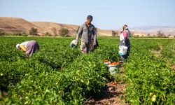 Çorum'da domates hasadı başladı