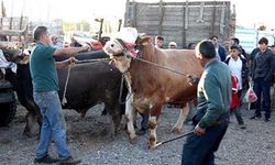 15 köye şap karantinası