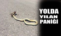 Yolda yılan paniği