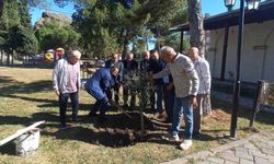 Tarihi İmaret Camii bahçesinde zeytin hasadı