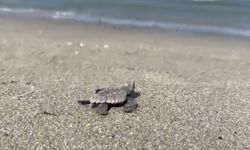 Gökçeada’da caretta caretta yuvası bulundu