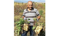 Çorumlu çiftçi, yetiştirdiği 30 kiloluk pancarla rekor kırdı