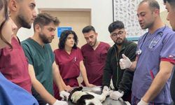 OMÜ Hayvan Hastanesi Karadeniz Bölgesi'ne hizmet veriyor