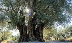 Bin 600 yıllık ağacın dalları meyveyle doldu