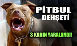 PİTBUL dehşeti 3 kadın yaralandı